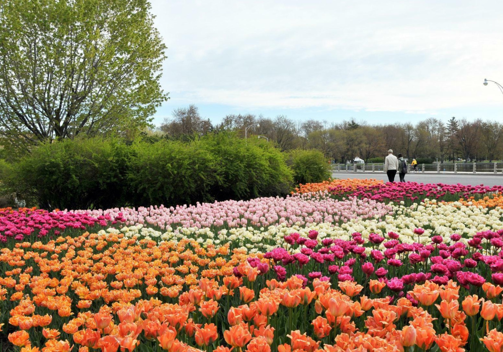 Festival des tulipes et visite au musée canadien de l’histoire à Ottawa